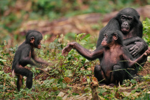 Young bonobo gesturing to infant to play, Pan paniscus, Congo, DRC, Democratic Republic of the Congo