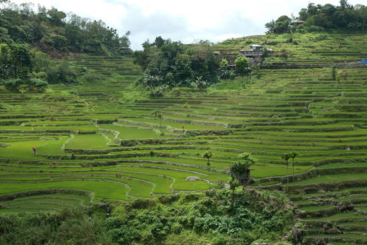 view from above over some rice terraces near Hapao, on the Philippine Cordilleras mountain range region, an Unesco world heritage site