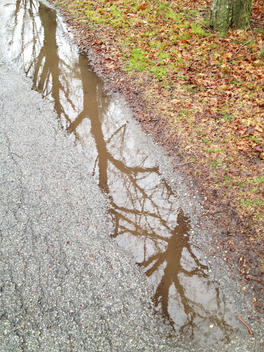 reflection of trees in puddle on side of path