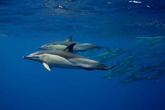 Dolphins swimming in tropical water