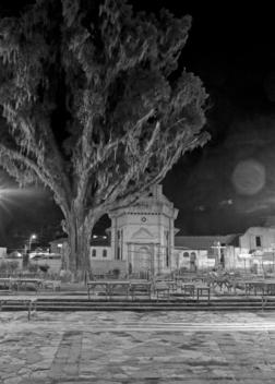 Large Tree With Hanging Moss In Center Of Plaza. Night Time Shot In Black And White