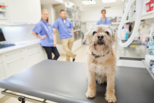 Dog sitting on table in vet\'s surgery
