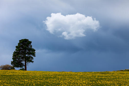 Green field and yellow flowers with blue storm sky and white cloud.