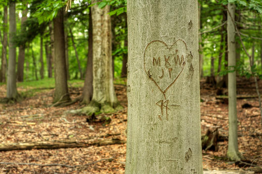 Heart and initials carved into a forest tree