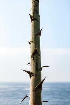 The stalk of an Agave Americana (aka century plant, maguey, American aloe) with the Pacific Ocean in the background.