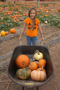 Young girl with wheelbarrow and pumpkins.