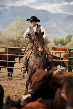 Cowboy on his horse herding beef cows into corral to be branded