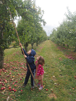 Boy, 7, girl, 4, using long stick-like tool to collect apples in an orchard