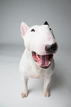 Kid, a Miniature Bull Terrier, who won Best of Breed at Westminster in 2012 and 2013, poses for a portrait at the Hotel Pennsylvania in New York City the day before the 137th Westminster Kennel Club Dog Show on Sunday, February 10, 2013. Kid's full name i