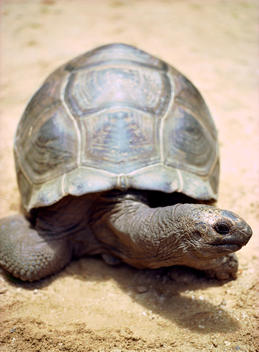 A Large Tortoise Looks At The Camera.