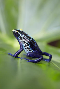 Tropical frog, jungle, blue frog