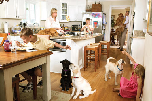 Family Eating Breakfast And Playing With Dogs In Kitchen