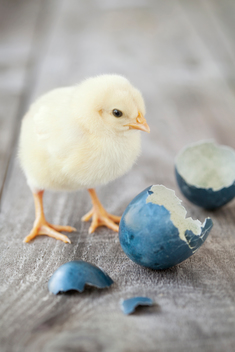 baby chick and egg