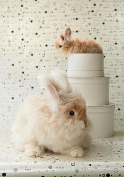 Adult And Baby Light Brown English Angora Rabbits With Hat Boxes On White And Polka Dotted Background.