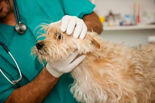 Close up of vet inspecting dog