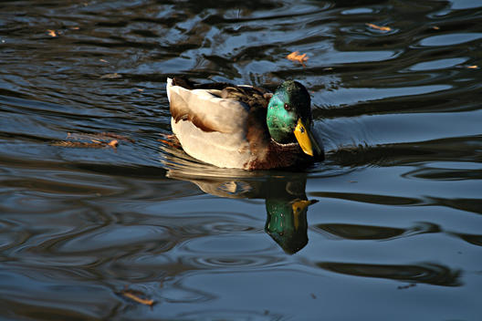 A duck on the water.