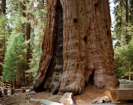 General Sherman Sequoia Tree