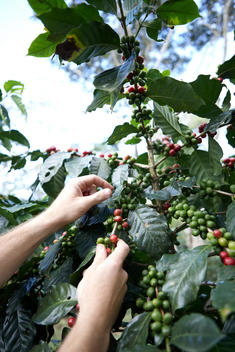 Coffee, coffee picking, coffee cherry picking, coffee farming
