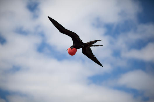Frigate Bird flying in the sky