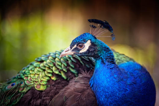 Beautiful male peacock with face in profile