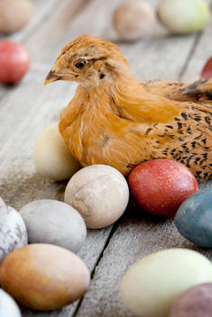 dyed holiday eggs with chick