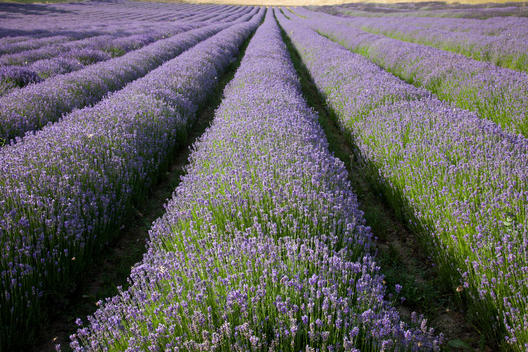 Rows of purple flowers in field