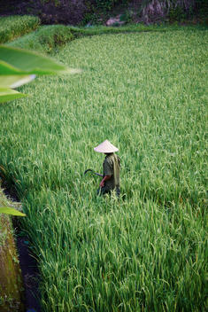 Bali, Rice fields