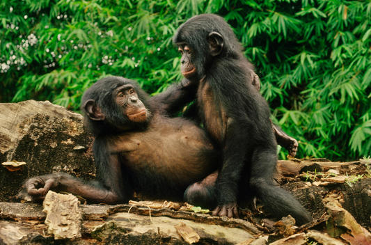 Bonobo juveniles play-mating, Pan paniscus, Congo, DRC, Democratic Republic of the Congo