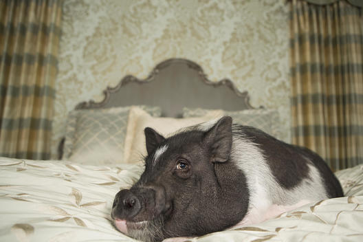 A pot bellied pig on a large bed with carved headboard and pillows, in a large mansion, an elegant home. A domestic pet.