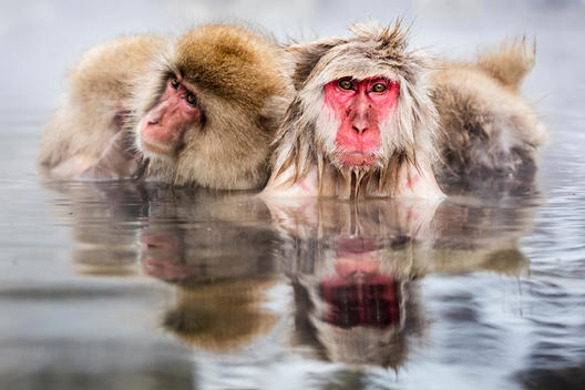 Snow monkeys bathing in hot spring