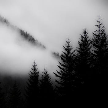 Misty mountains and evergreen trees in the Cascade mountains