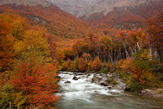 Water flowing in the Rio de las Vueltas through a mountain landscape in Patagonia with peak autumn color.