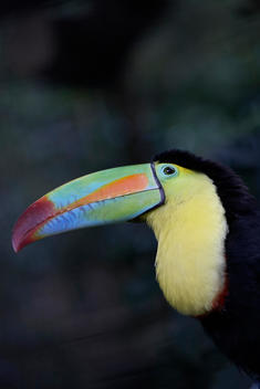 Toucan, tropical bird, colorful birds