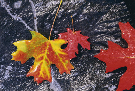 Autumnal foliage. Three maple leaves in orange and red, laid on a black rock background.