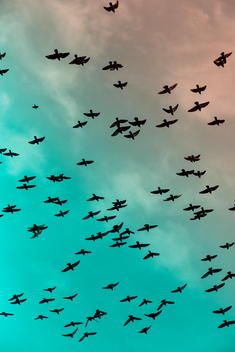 Flock of doves (Columbidae) flying in front of cloudy sky, view from below