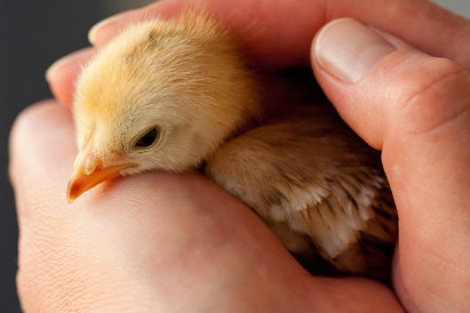 Chicken hatchling in woman's hand, close up