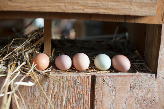 eggs of all different colors from different breeds of chickens at Imani Garden chicken coop