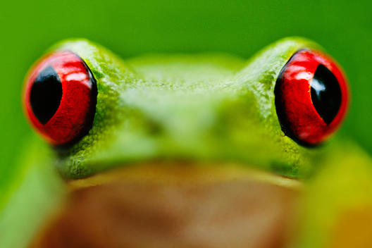 Red-eyed tree frog, Agalychnis callidryas, Barro Colorado Island, Panama