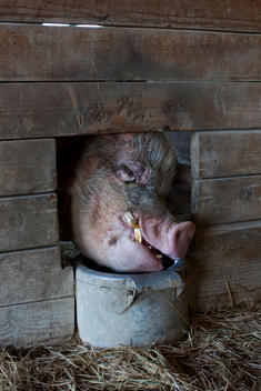 Pig sticking its head out of its pen to eat