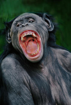 Bonobo female snarling, Pan paniscus, Native to Congo, DRC, Democratic Republic of the Congo