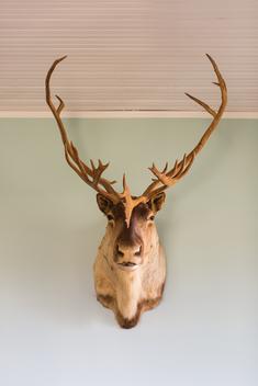 Taxidermy deer head on wall