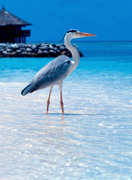 exotic bird on beach