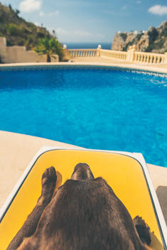 Chocolate Labrador on Sun Lounger by Pool