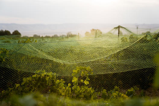 This vineyard is protecting its grape vines by hanging bird netting.