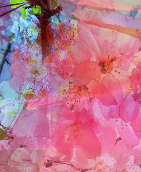 close-up: cherry blossom branch