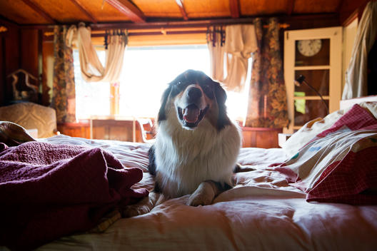 Big Dog on bed