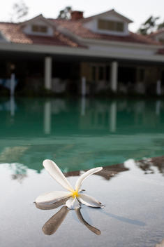 a flower floating on the surface of a pool at the Amanvana resort