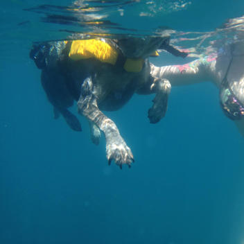 Adria, island of Dugi Otok, Farfarikulac, dog swimming in sea, Croatia