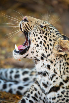Close up of Leopard (Panthera pardus), Mashatu game reserve, Botswana, Africa
