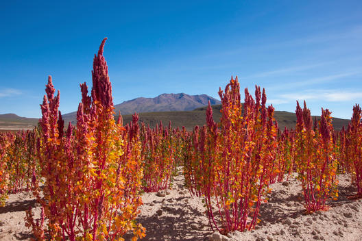 Red quinoa fields with mountain in the background near San Juan Bolivia; low angle.